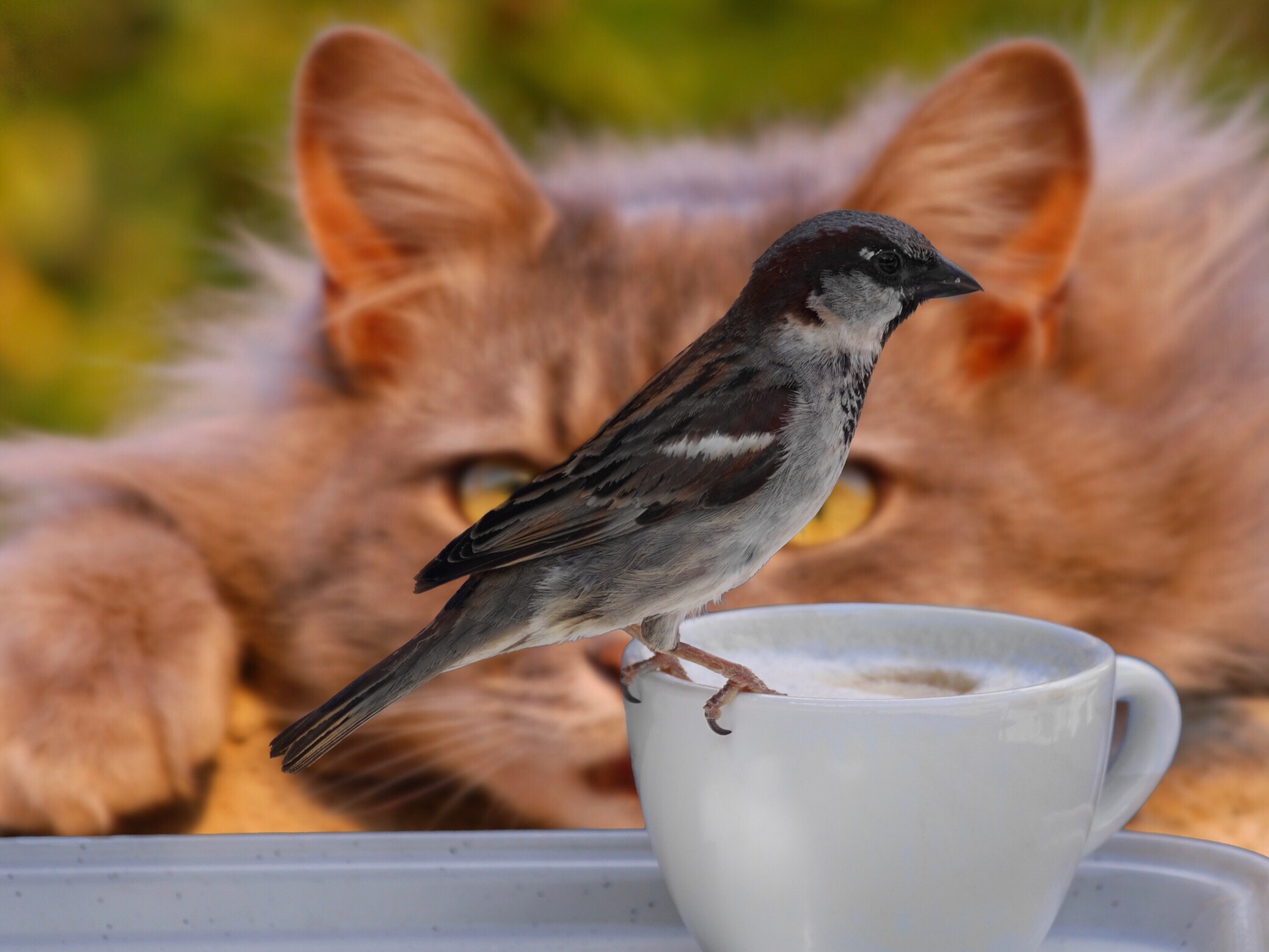 Котка и врабче
